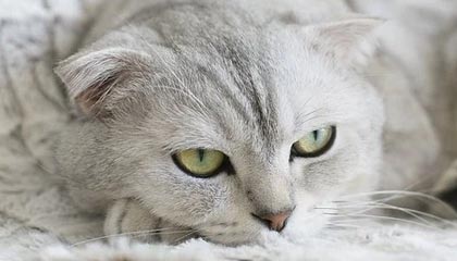 九州平台|游泳赛事v9.5.6