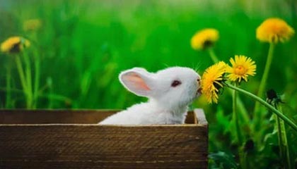 九州平台|羽毛球赛事v5.6.6